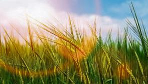 Sunny spells this morning with light showers later for Co Kildare