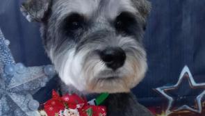 Horror as child and dog were viciously attacked by another dog in Prosperous, Kildare