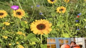 'I just wanted to give something back': Over €12,000 raised in inspiring flower fundraiser by Kildare woman