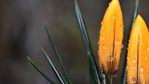 Schools in Kildare encouraged to participate in crocus-planting project to commemorate children of the Holocaust