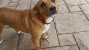 120 dogs rehomed by the KWWSPCA in 2019