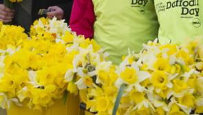 Appeal for Kildare people to support Daffodil Day