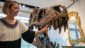 Tyrannosaurus rex skull set for auction, expected to fetch enormous sum