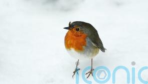 KILDARE: Travel disruption as snow blankets the countryside 
