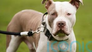 DEADLINE: XL Bully owners must get certificate to avoid imprisonment or &euro;2,500 fine