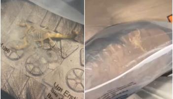 Irish shoppers warned as woman finds deadly live scorpion in online Shein order