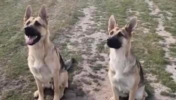 Kildare resident releases appeal in relation to missing German Shepherd siblings