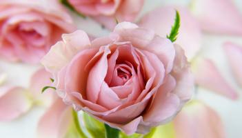 Kildare Death Notices for today: Monday, December 22 2025