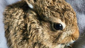 First orphan of the year being bottle fed at Kildare Wildlife Rescue