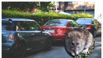ALERT: Irish drivers warned to check cars and vans for rats after huge spike in nasty callouts