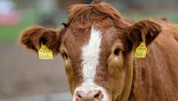 IFA plans protest in Kildare over Bord Bia controversy