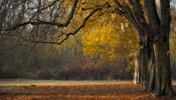 Temporary closure announced for section of Kildare park