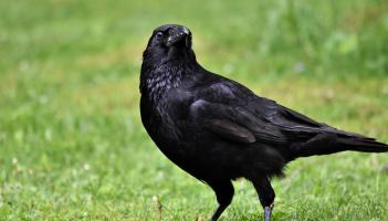 Kildare-based animal rescue group to host First Response education event