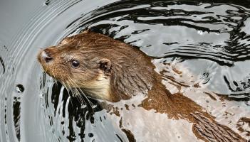 Kildare Wildlife Rescue releases new appeal for this specific item