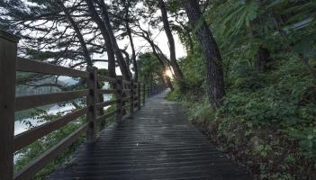 Calls for nature/biodiversity trail in this Kildare estate