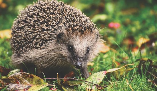 Well-known Kildare business to host quiz night to benefit Irish wildlife
