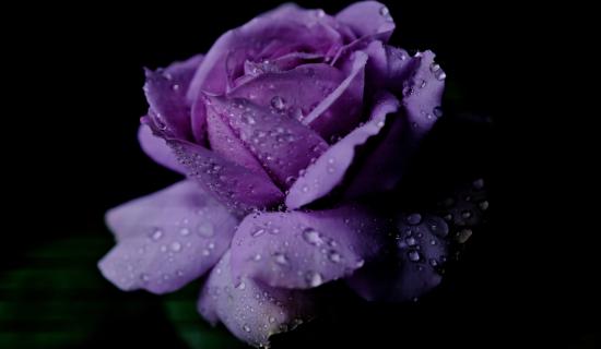 Cystic Fibrosis Ireland calls on Kildare to support 65 Roses Day 2026