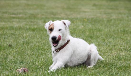 Kildare animal charity launches urgent wet dog food appeal