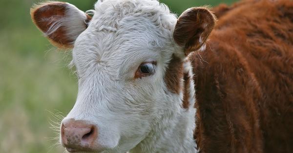 ICSA Chairman says 'even if you get the calves for free, they are still