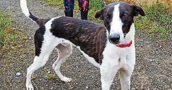 what to do when you find a stray dog