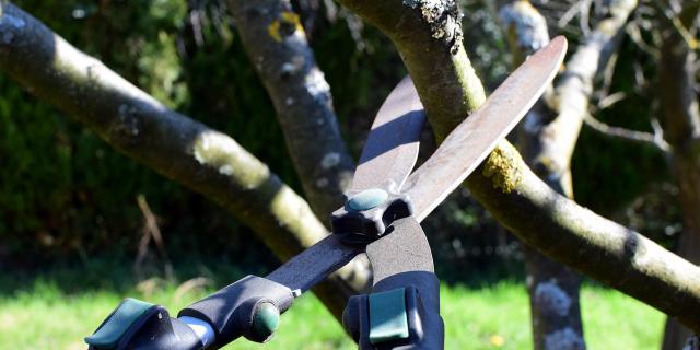 Kildare tree pruning efforts have resulted in &lsquo;unintentional vandalism&rsquo;