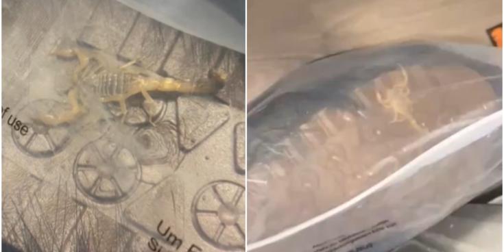 Irish shoppers warned as woman finds deadly live scorpion in online Shein order