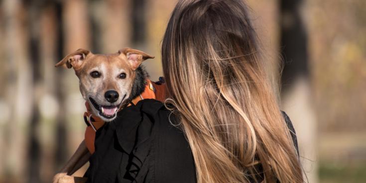 Could it be you? Animal charity in Kildare launches appeal for new volunteers