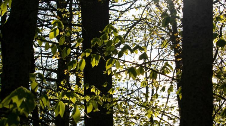 Kildare residents threaten contractors sent to cut down trees