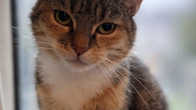 Mabel is looking for a new home