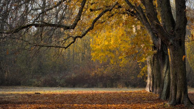 Temporary closure announced for section of Kildare park