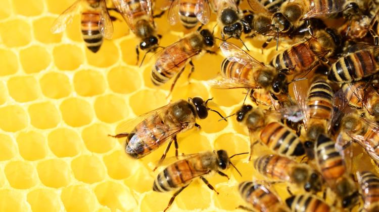 'Lets help the local environment': Open call for beehive locations in South Kildare