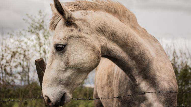 Kildare senator slams sulky racing in Kildare