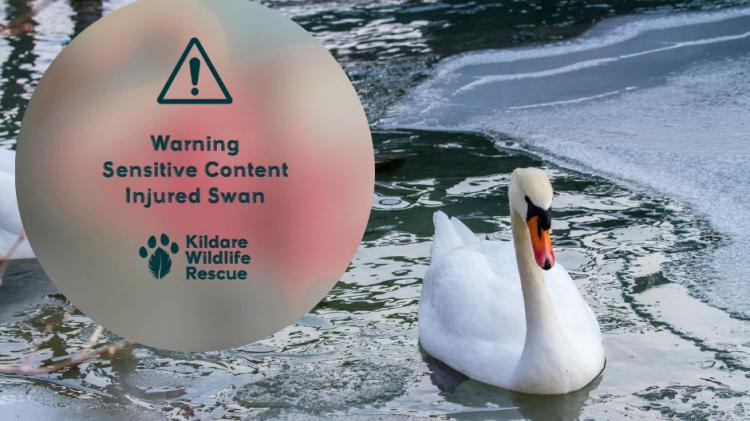 'Stop being selfish'- Anger in Kildare after 'poor swan' mauled by dog off leash