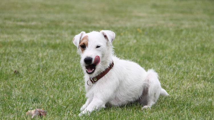 Kildare animal charity launches urgent wet dog food appeal