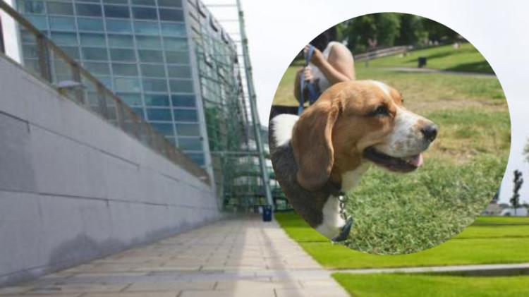 Kildare petition calls on County Council to provide a fenced off dog area in local park