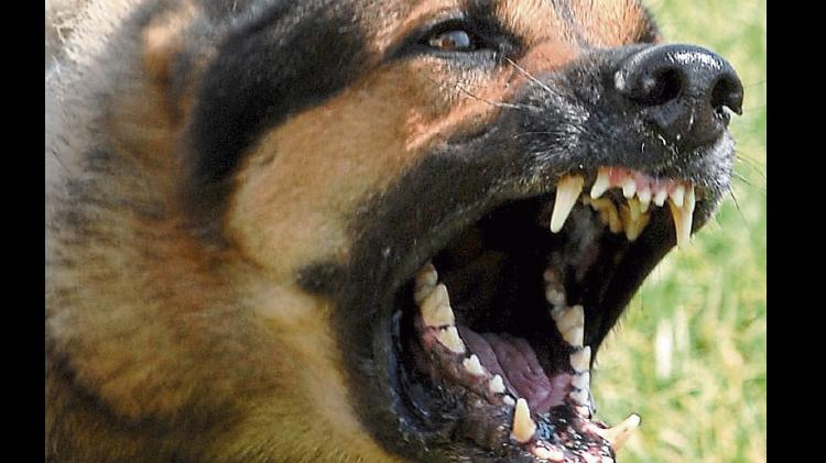 Threats posed by uncontrolled dogs across Kildare