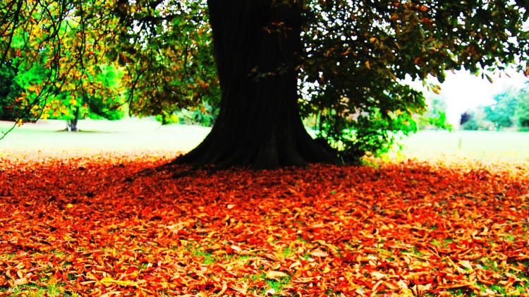 Council says it can't clear leaves from Kildare's housing estates