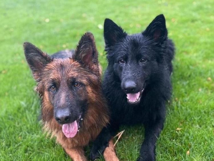 Man offers German Shepherd dog to family who lost two pets ...