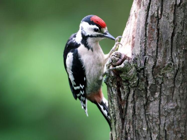 Rare Woodpecker bird spotted in Co Kildare Photo 1 of 1 Kildare Now