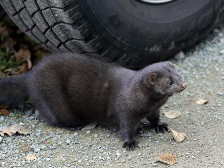 LATEST Preparations for ban on minks being farmed for fur in Ireland