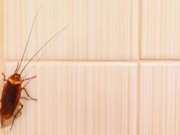 Cockroaches crawling on walls as food inspectors shut down premises