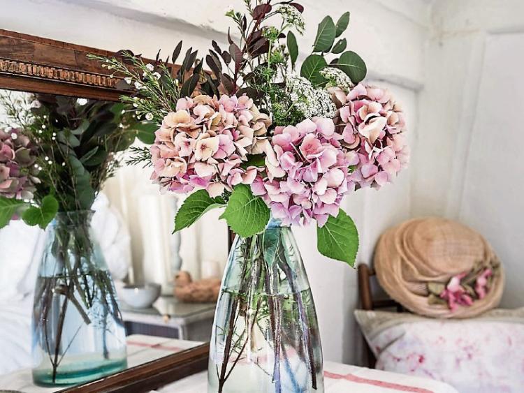 Gardening: Caring for your heavy drinking hydrangeas - Kildare Now