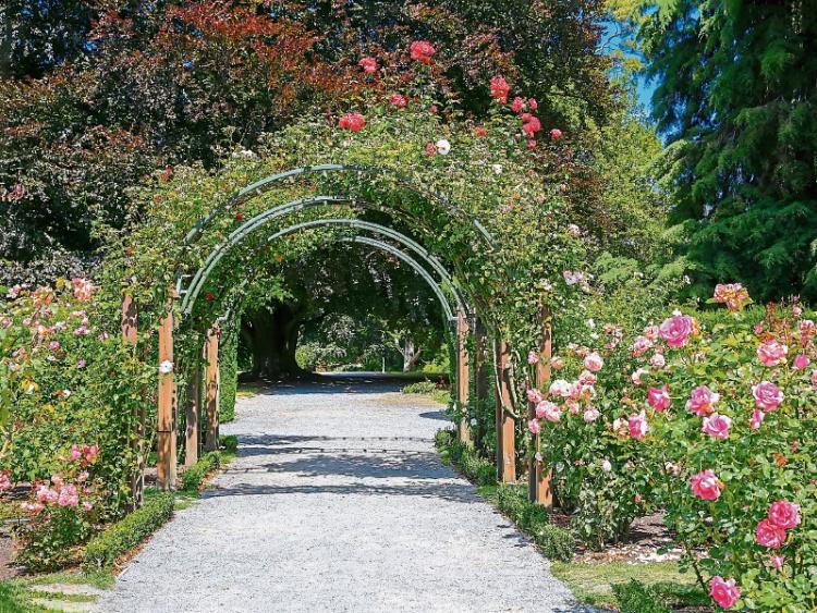 Gardening: Our pick of roses for every gardener - Kildare Now