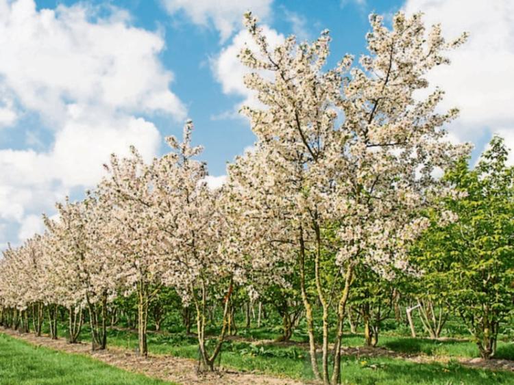 Gardening Choose the right mature trees for your garden Kildare Now
