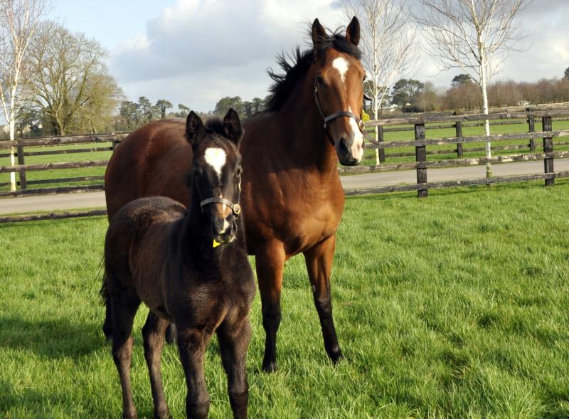 New director appointed to Irish National Stud board