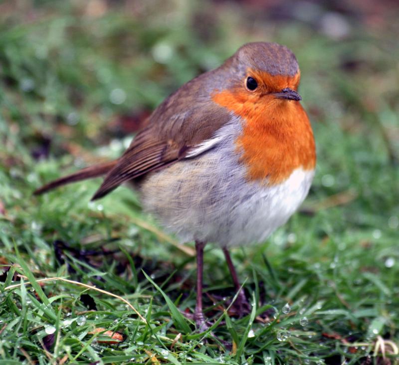 iddt2 robin redbreast