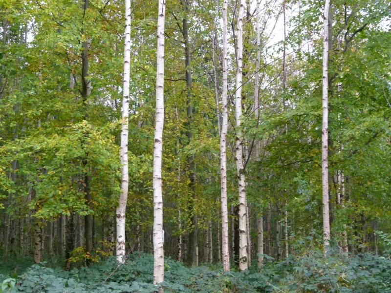 Irish govt announces biggest ever forestry investment of €1.3bn