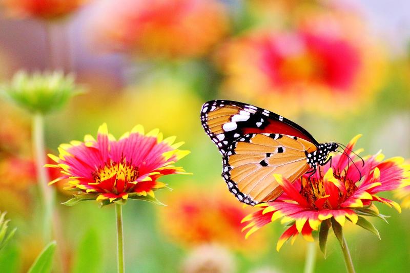 Kildare communities invited to apply for biodiversity grants