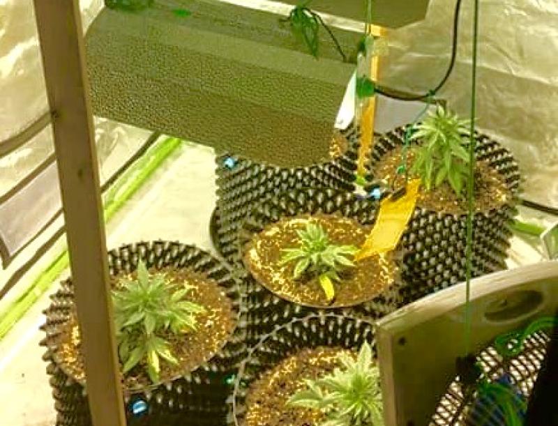 Kildare Gardai find cannabis grow-house after search 