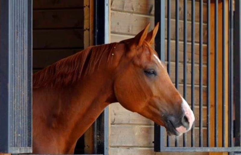Family fun for Saturday: Kildare horse trainers opening up yards to the public 